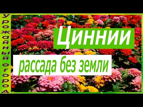 РАССАДА ЦИННИИ БЕЗ ЗЕМЛИ!