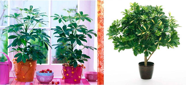 Фикус али (Биннендийка) - уход в домашних условиях