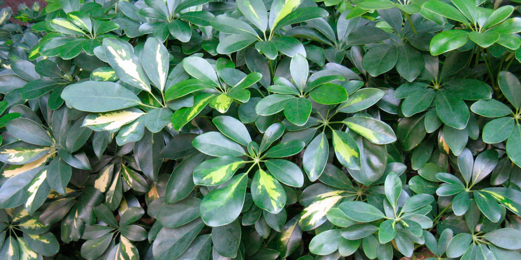 Шеффлера с белыми листьями название фото