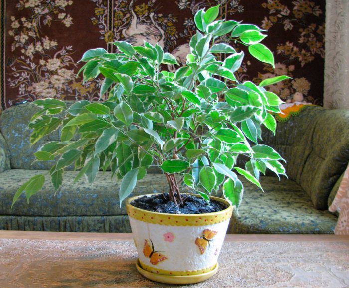 Ficus Benjamin