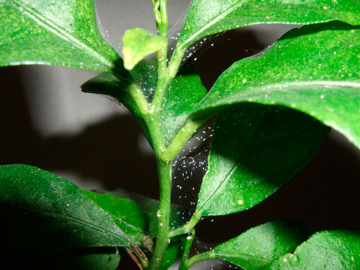 Признаки поражения комнатных растений паутинным клещом
