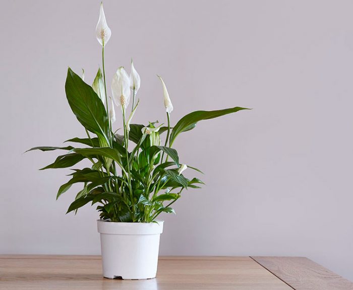 Spathiphyllum