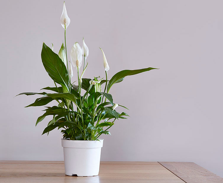 Спатифиллум - комнатные цветы, очищающие воздух