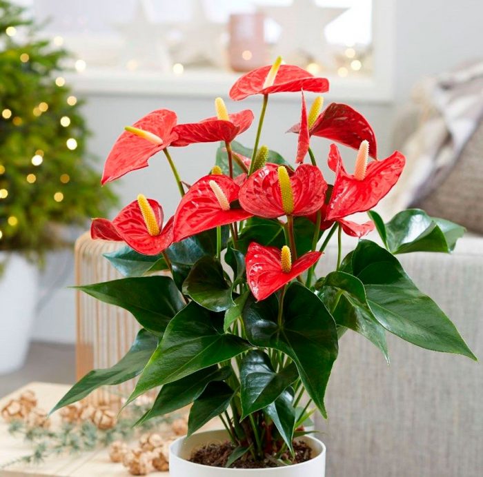Цветок антуриум: уход за экзотическим растением в домашних условиях