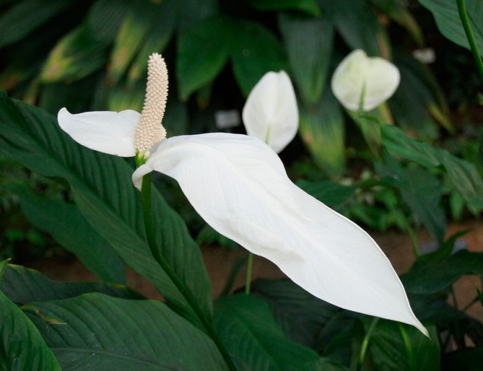 Спатифиллум прелестный (Spathiphyllum blandum)