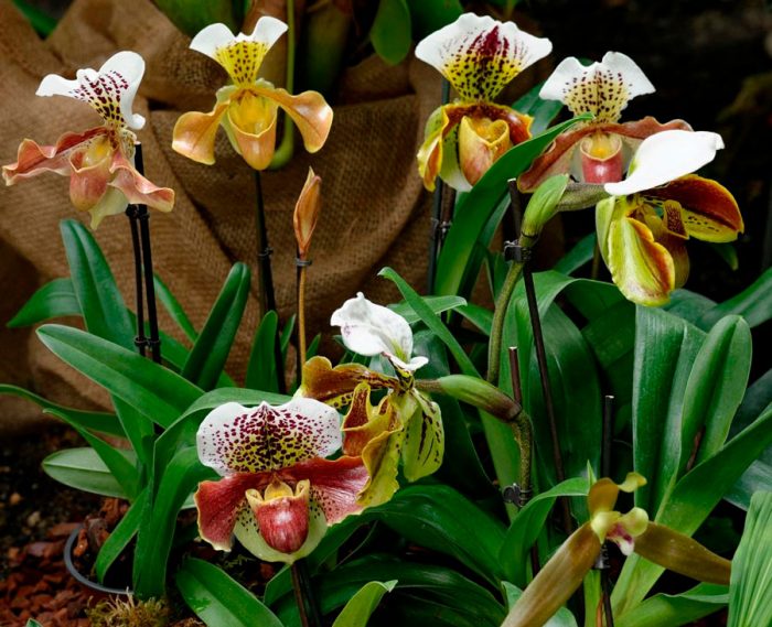 Орхидея пафиопедилум