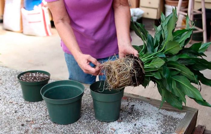 Spathiphyllum