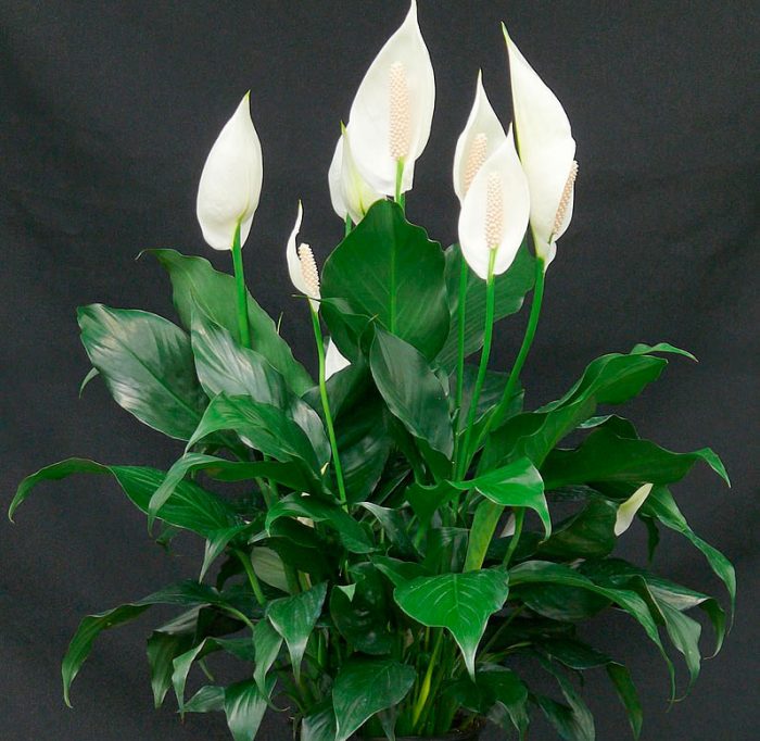 Spathiphyllum