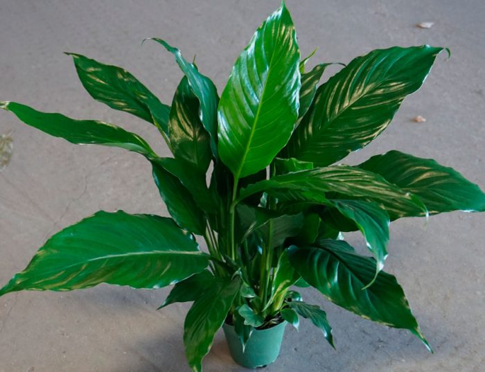 Spathiphyllum