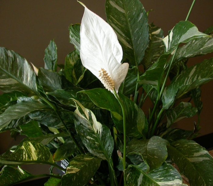 Spathiphyllum