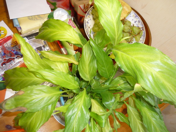 Spathiphyllum