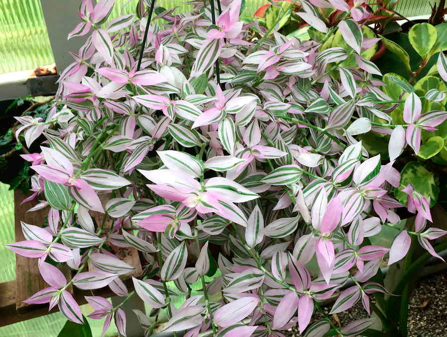 Комнатные растения с розовыми листьями фото и названия