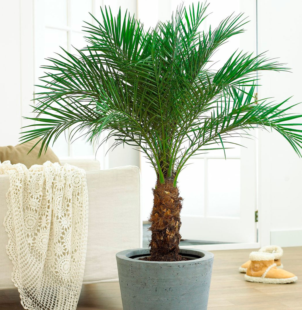 Сколько растет финиковая пальма дома?