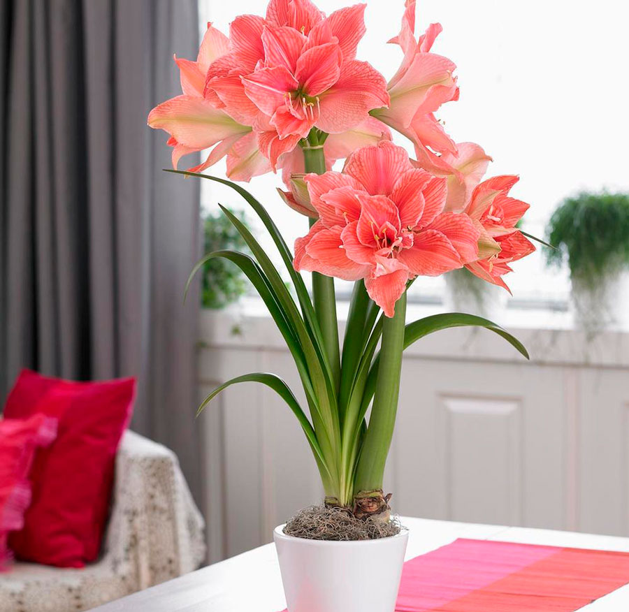Орхидея: пересадка, размножение, полив и уход в домашних условиях