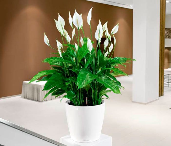 Spathiphyllum