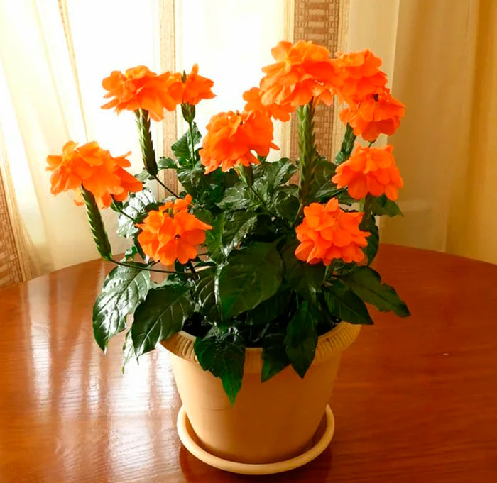 Комнатный цветок с оранжевыми цветами