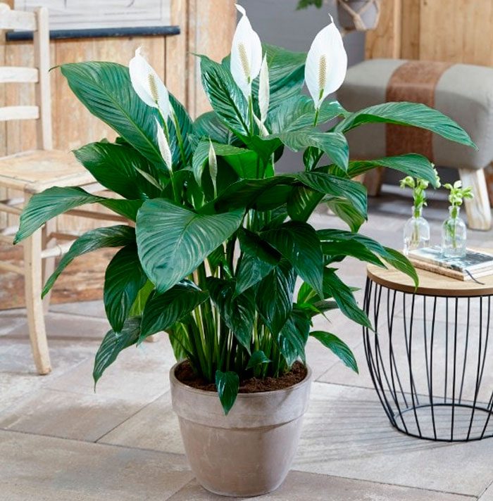 Spathiphyllum