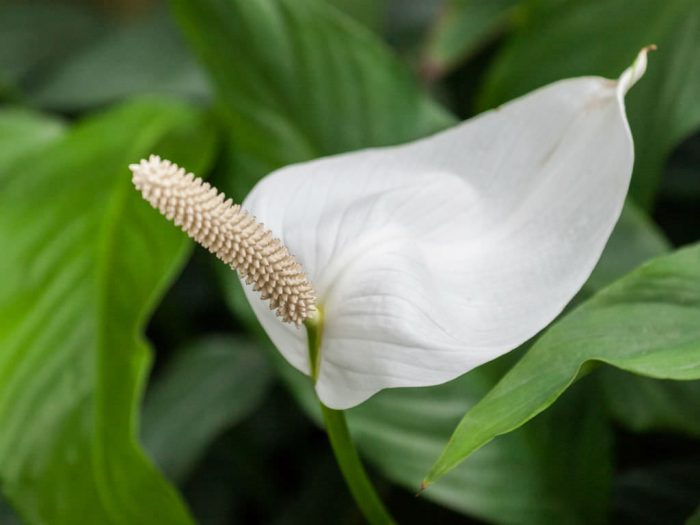 Spathiphyllum