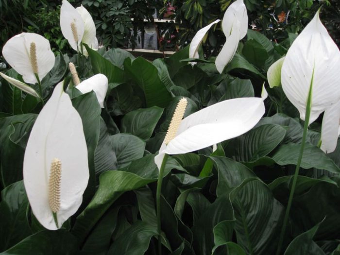 Спатифиллум обильноцветущий (Spathiphyllum floribundum)