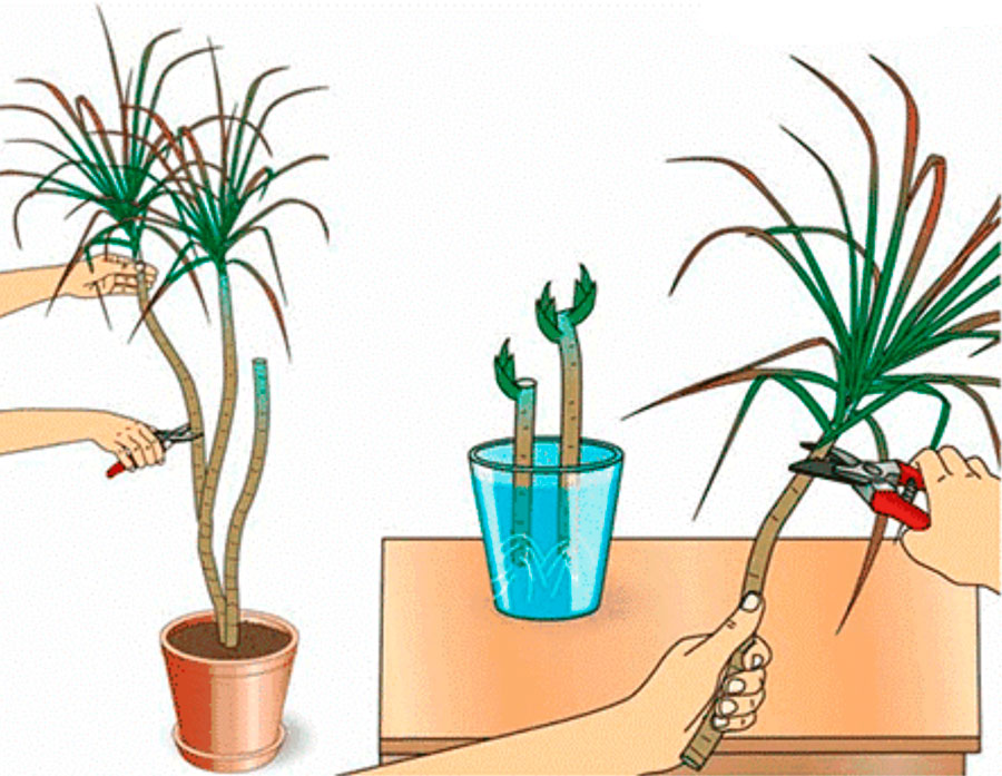 Драцена / уход за растением в домашних условиях