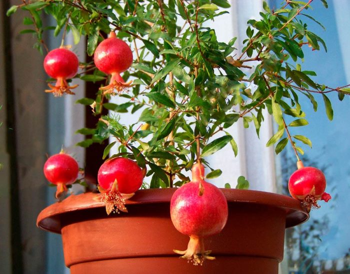 Indoor pomegranate