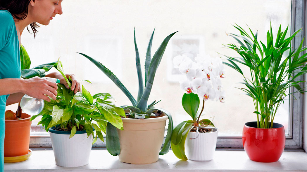7 вредителей комнатных растений: как их идентифицировать и лечить