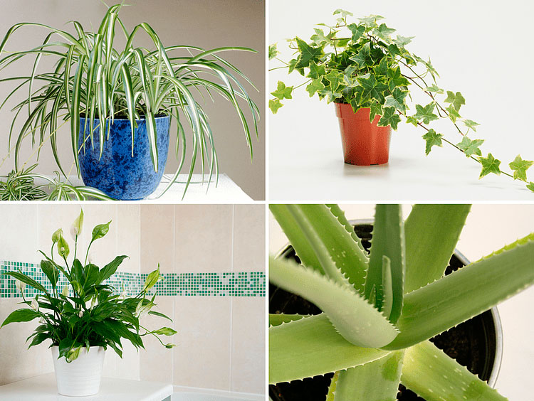 Лечебные комнатные растения с фото и названиями, 10 лучших