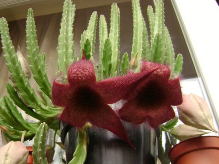 Стапелия крупноцветковая (Stapelia grandiflora)