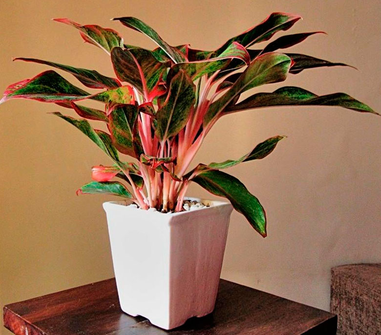 Цветок аглаонема – уход в домашних условиях, сорта с фото и описанием