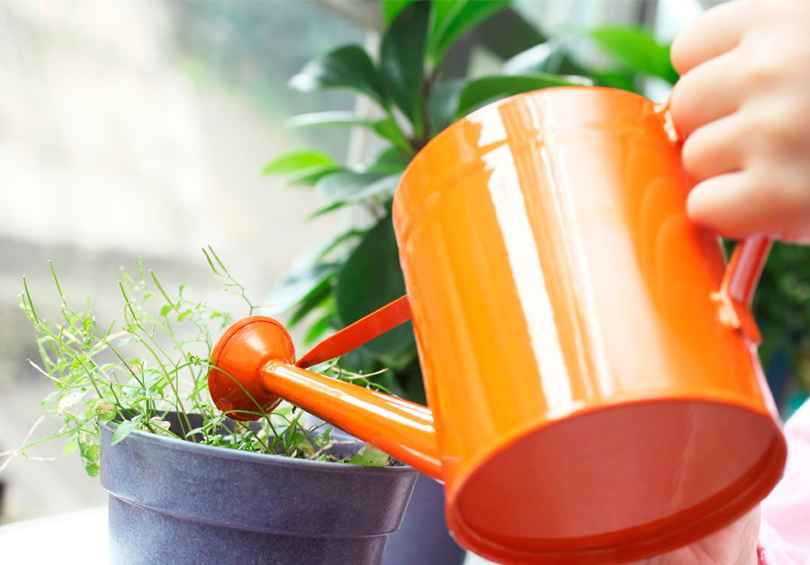 удобрения для растений в домашних условиях