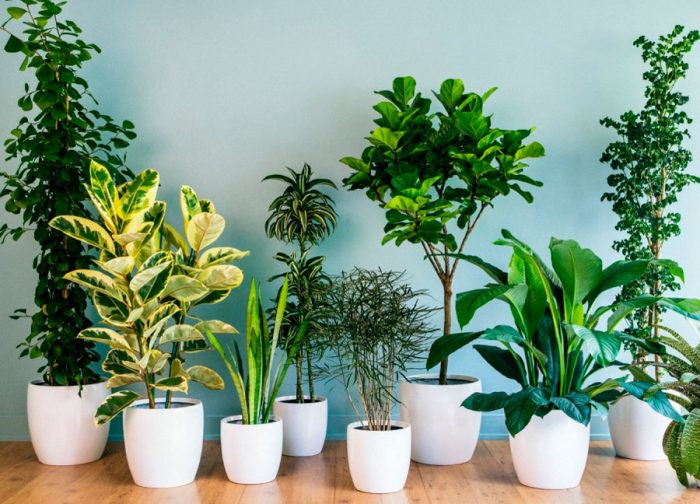 Самые лучшие растения для квартиры