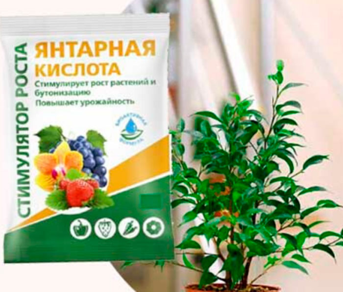 Народные советы по подкормке комнатных растений зимой от покупательницы из Ставрополя