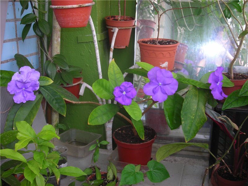 Комнатные растения - Брунфельсия (Brunfelsia)