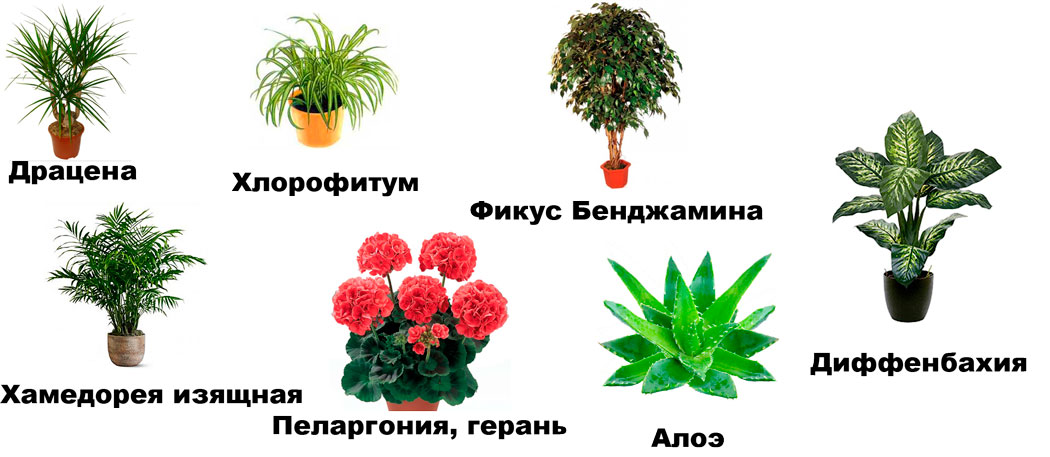 Стильные комнатные растения фото и названия