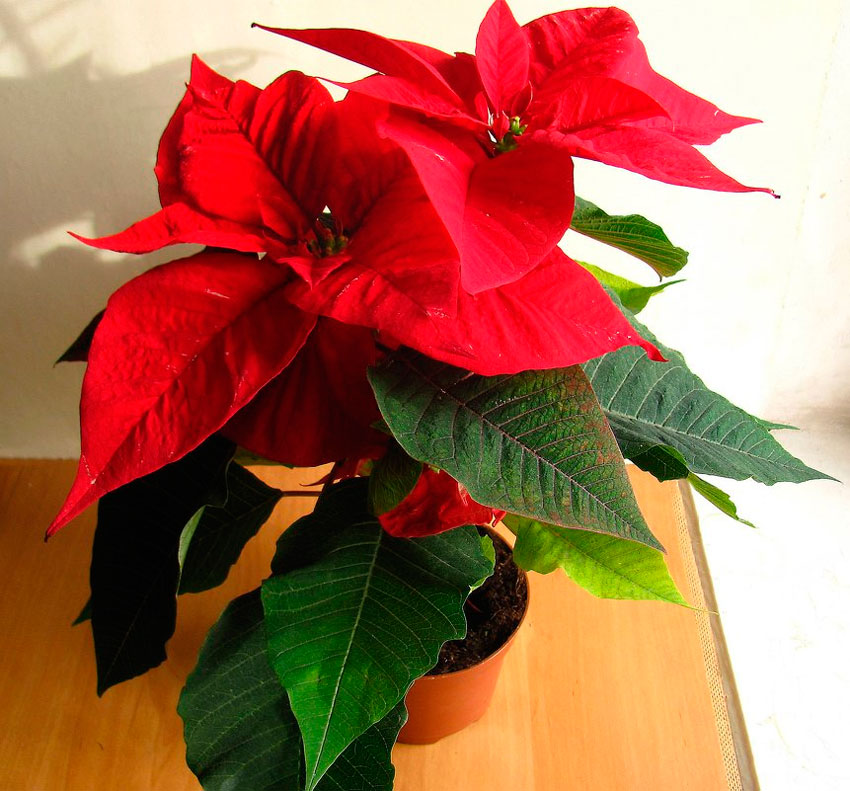 Рождественский цветок (Пуансеттия): уход и выращивание в домашних условиях