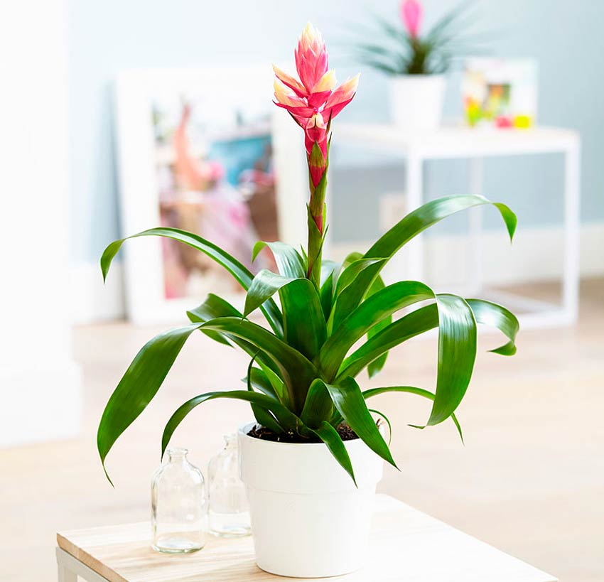 Гузмания — тропический цветок в вашем доме. Советы по выращиванию и уходу