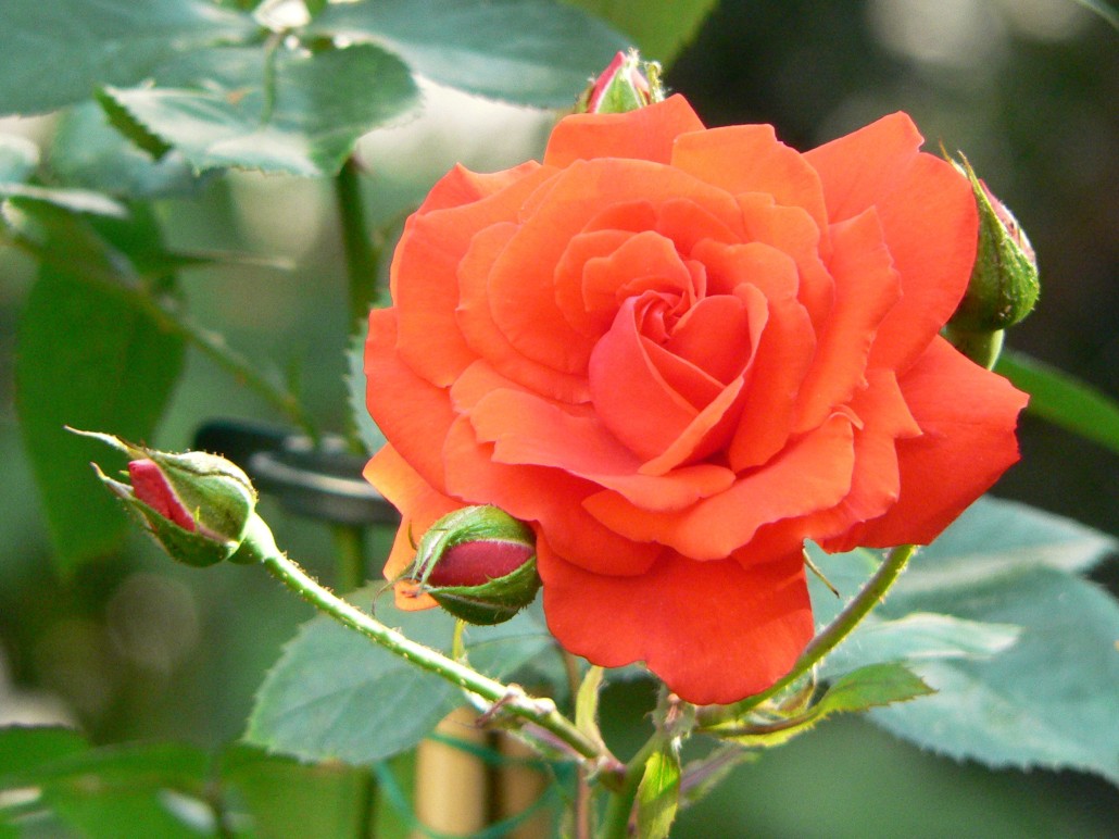 Розы Чайно Гибридные Сорта Фото И Описание