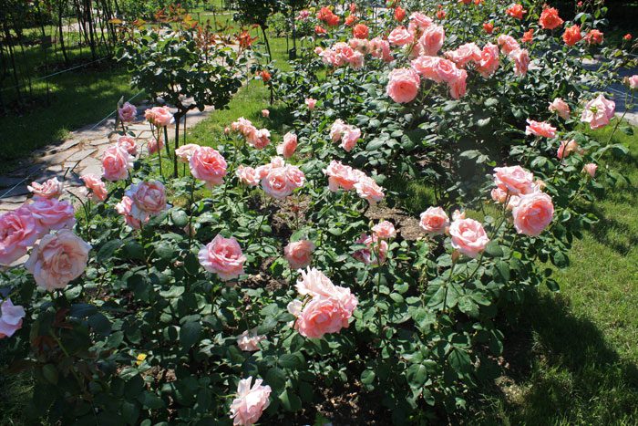 Кустовые чайно гибридные розы