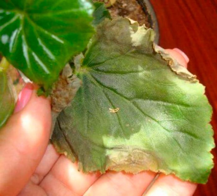 Proper Tuberous Begonia Growing Guide for Beginners