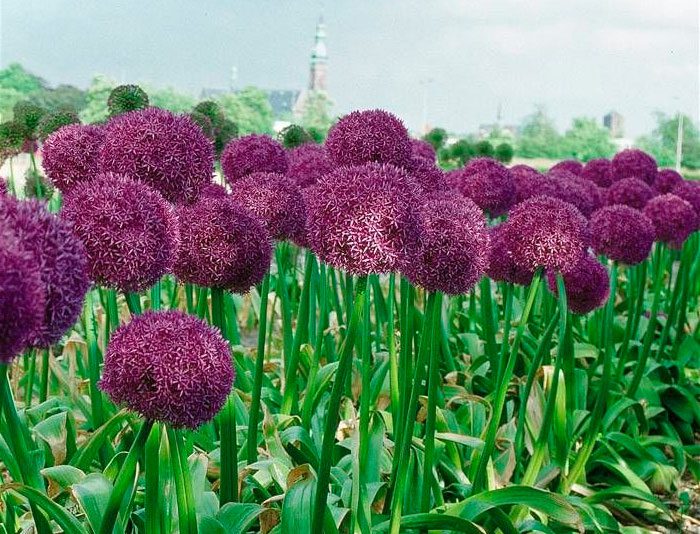 Декоративный лук фото и названия для дачи