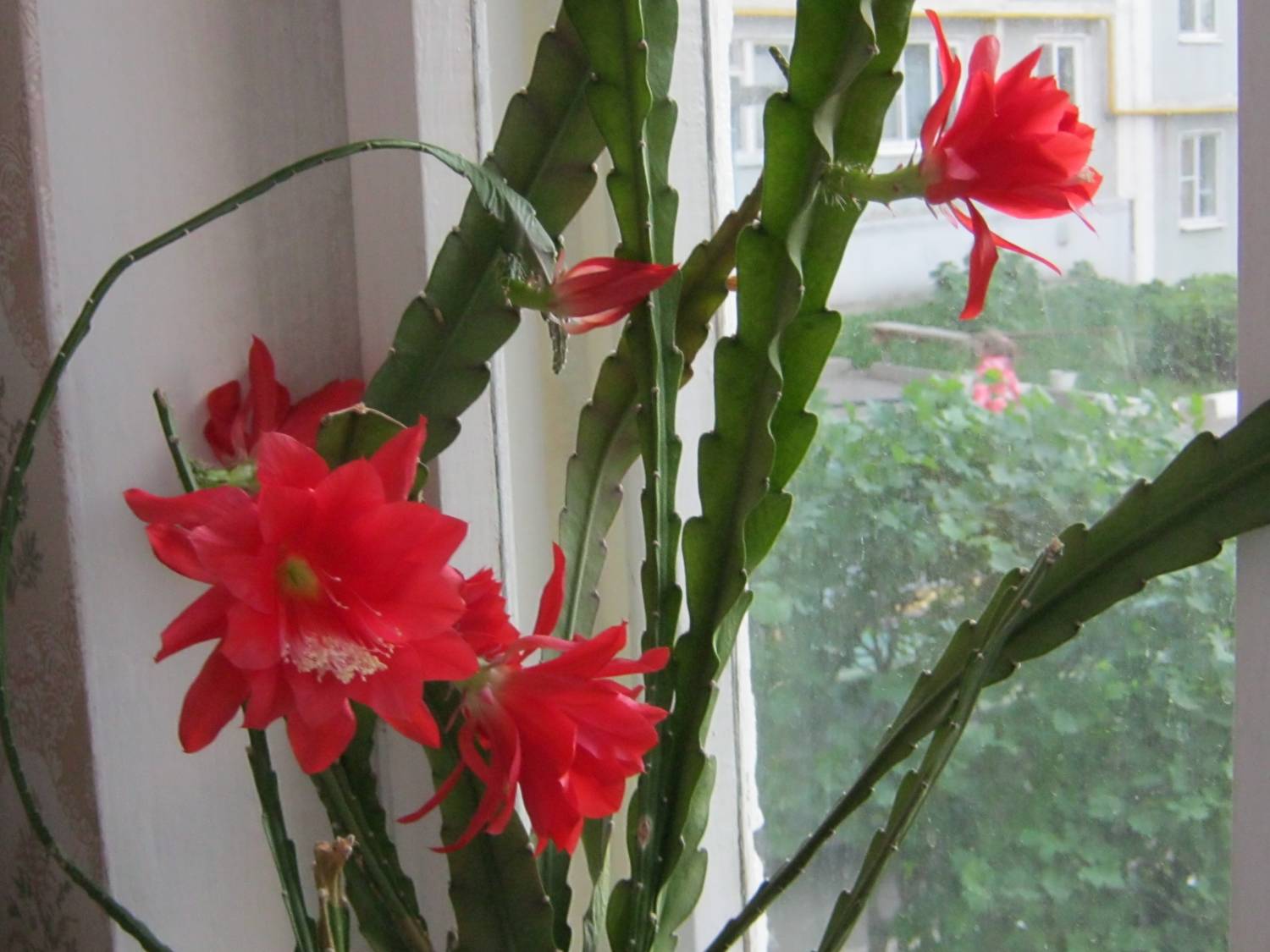 Эпифиллум — удивительный листовидный кактус для домашнего украшения