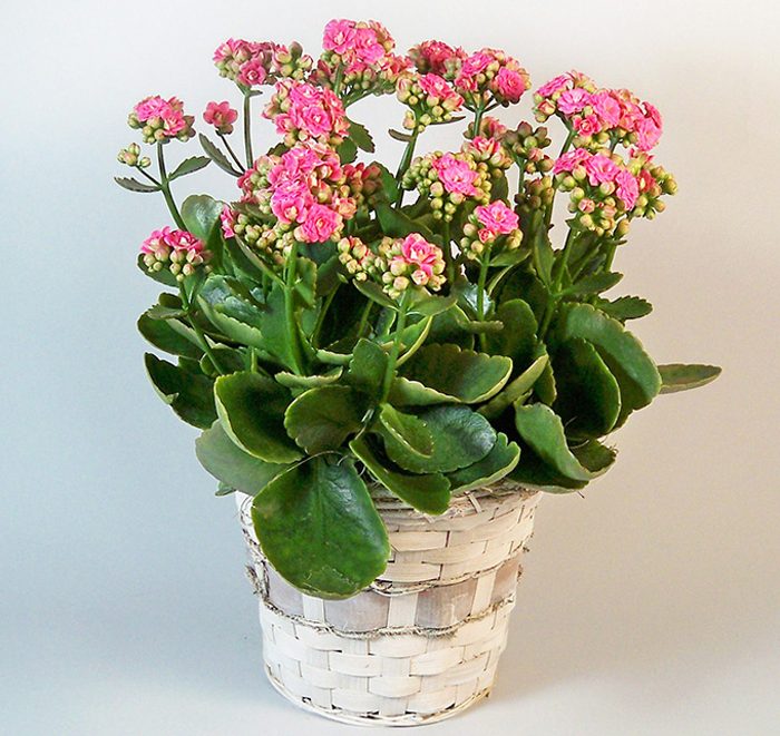 Kalanchoe