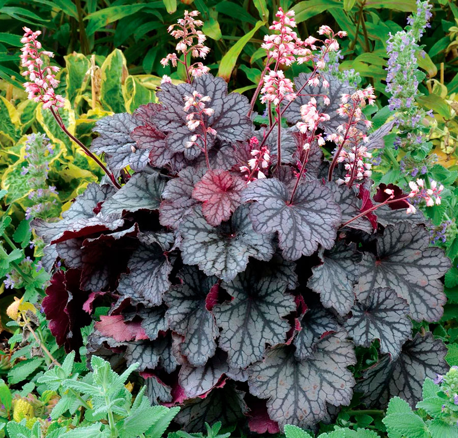 Неприхотливые цветы для дачи: 24 лучших растения для сада | биржевые-записки.рф