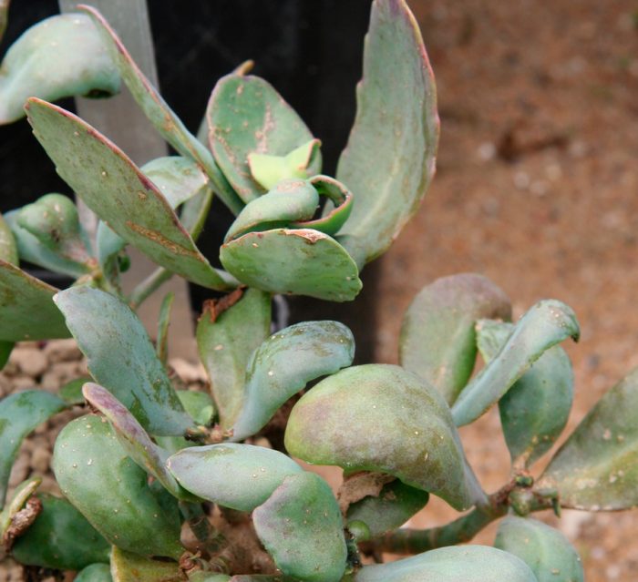 Kalanchoe