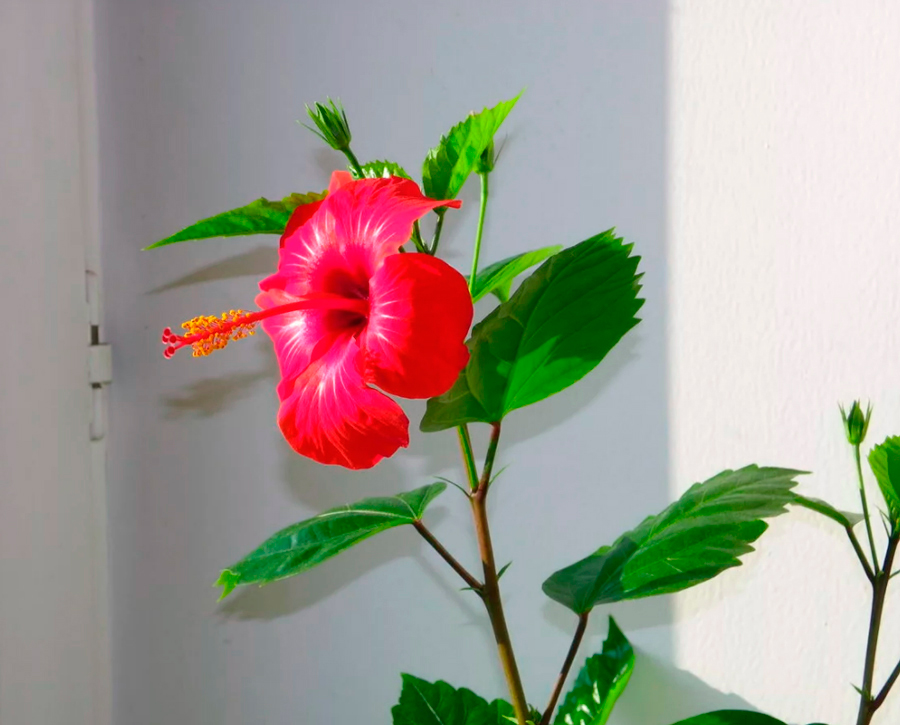 Выращивание китайской розы (гибискуса) в домашних условиях
