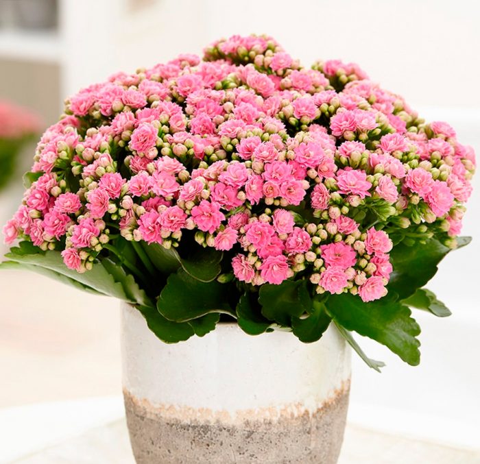 Kalanchoe