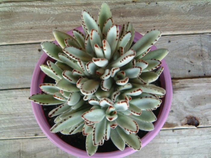 Kalanchoe