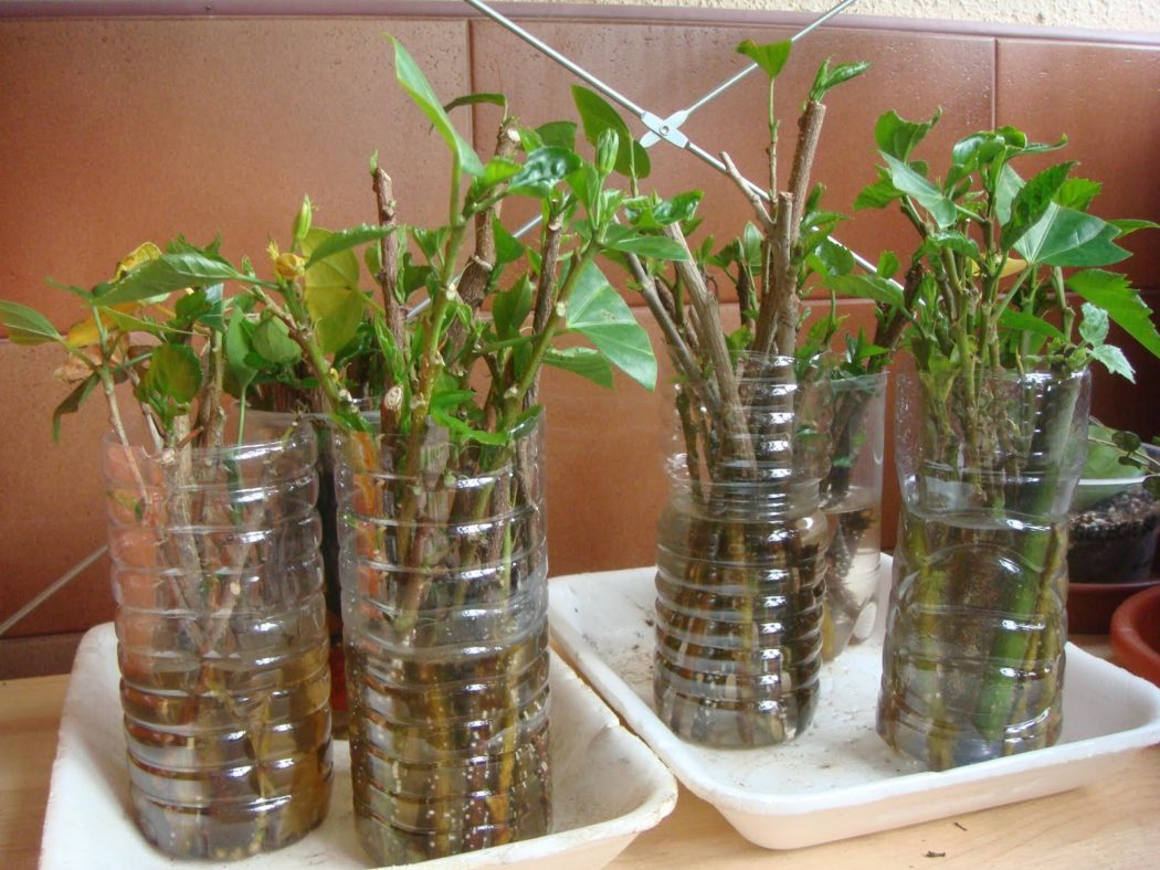 Гибискус — выращивание в саду, уход в домашних условиях за комнатными гибискусами — malino-v.ru
