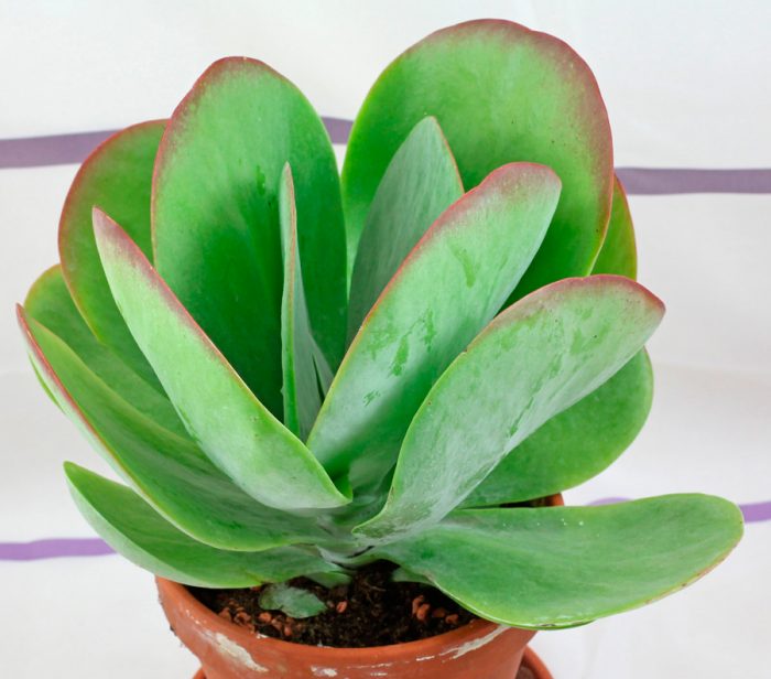 Kalanchoe