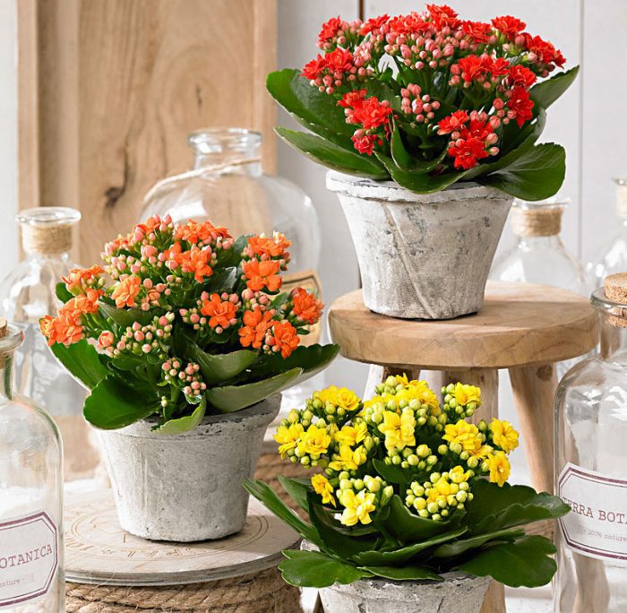 Kalanchoe